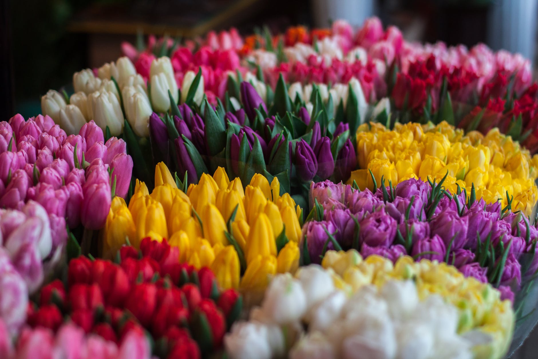 pexels-tulips